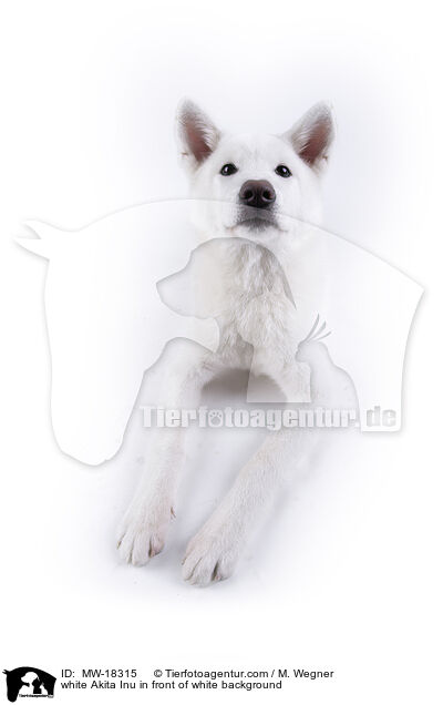 weier Akita Inu vor weiem Hintergrund / white Akita Inu in front of white background / MW-18315
