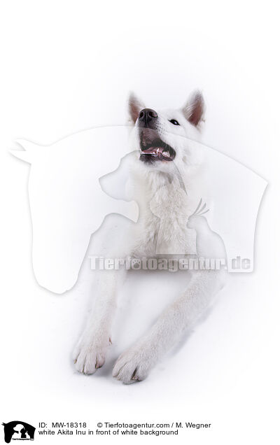 weier Akita Inu vor weiem Hintergrund / white Akita Inu in front of white background / MW-18318