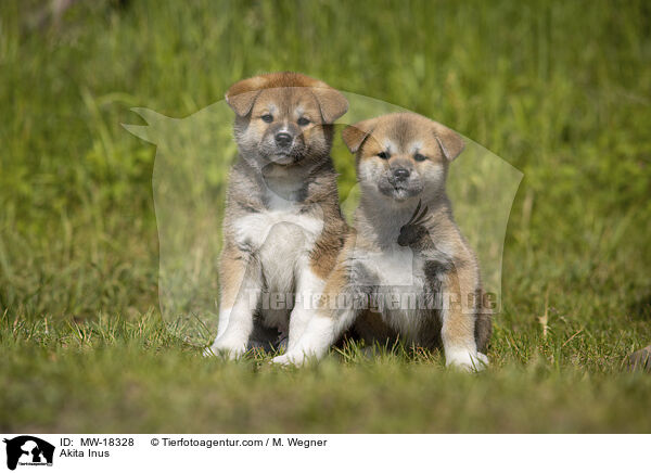 Akita Inus / Akita Inus / MW-18328