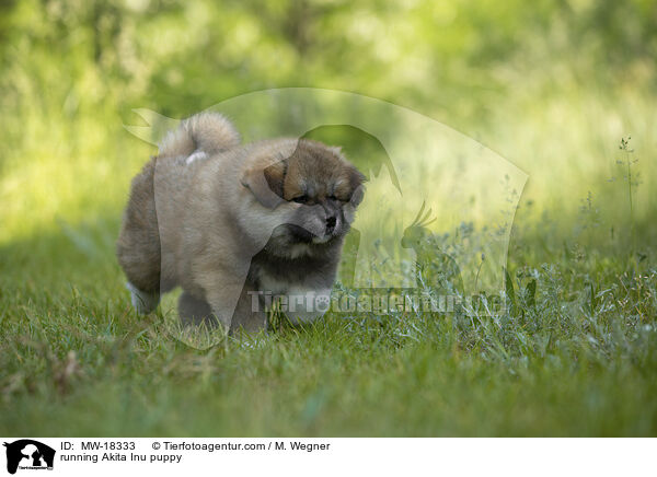 rennender Akita Inu Welpe / running Akita Inu puppy / MW-18333