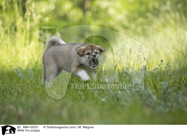 Akita Inu Welpe / Akita Inu puppy / MW-18351