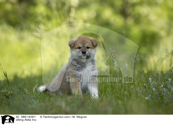 sitzender Akita Inu / sitting Akita Inu / MW-18361