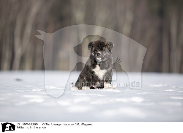 Akita Inu im Schnee / Akita Inu in the snow / MW-18390