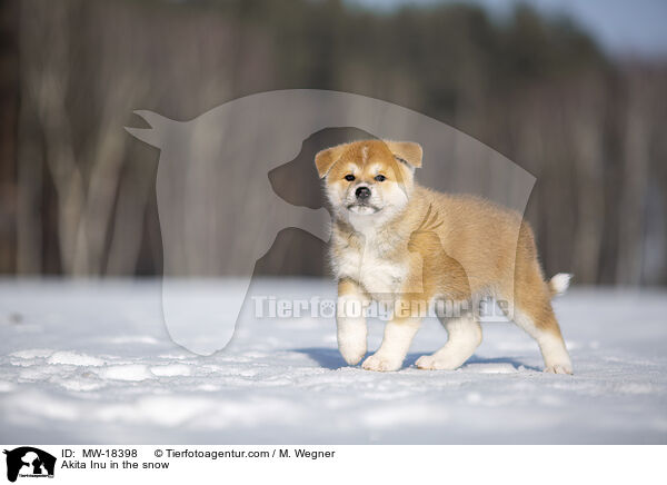 Akita Inu im Schnee / Akita Inu in the snow / MW-18398