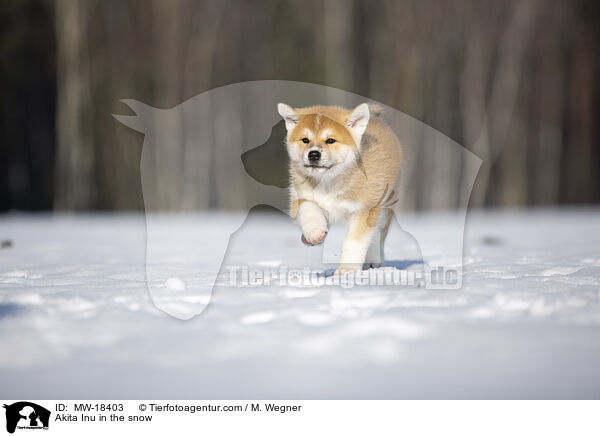 Akita Inu im Schnee / Akita Inu in the snow / MW-18403