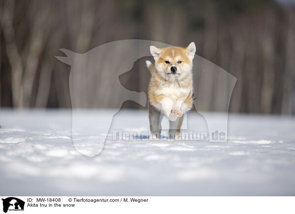 Akita Inu im Schnee / Akita Inu in the snow / MW-18408