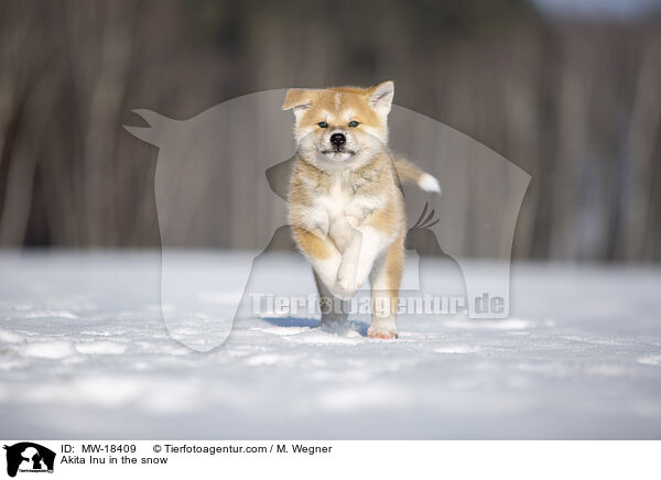 Akita Inu im Schnee / Akita Inu in the snow / MW-18409