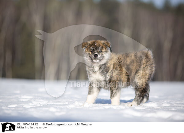 Akita Inu im Schnee / Akita Inu in the snow / MW-18412