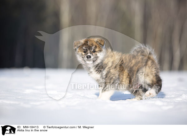 Akita Inu im Schnee / Akita Inu in the snow / MW-18413