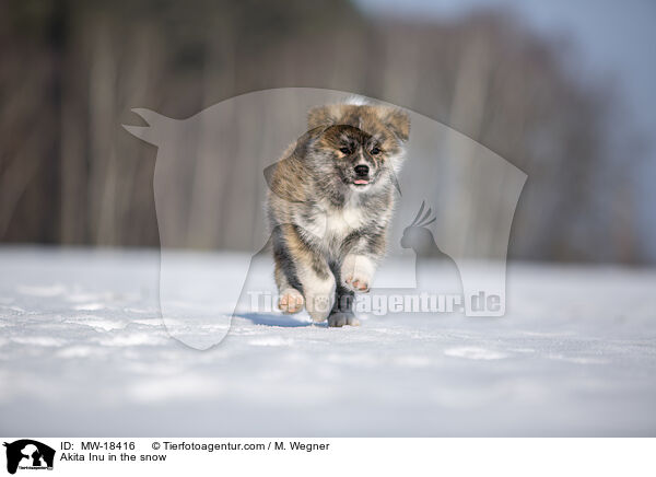 Akita Inu im Schnee / Akita Inu in the snow / MW-18416
