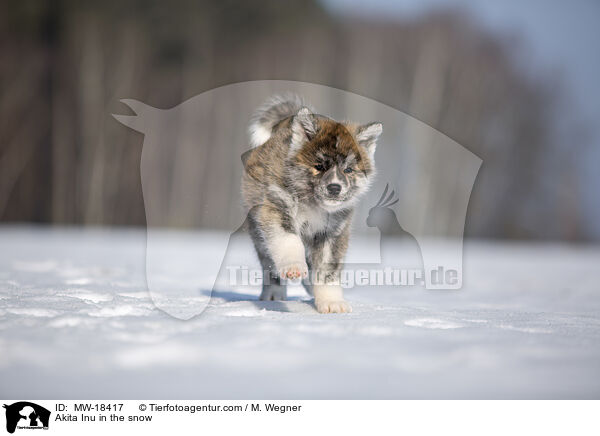 Akita Inu im Schnee / Akita Inu in the snow / MW-18417