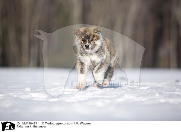 Akita Inu im Schnee / Akita Inu in the snow / MW-18421