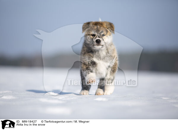 Akita Inu im Schnee / Akita Inu in the snow / MW-18427