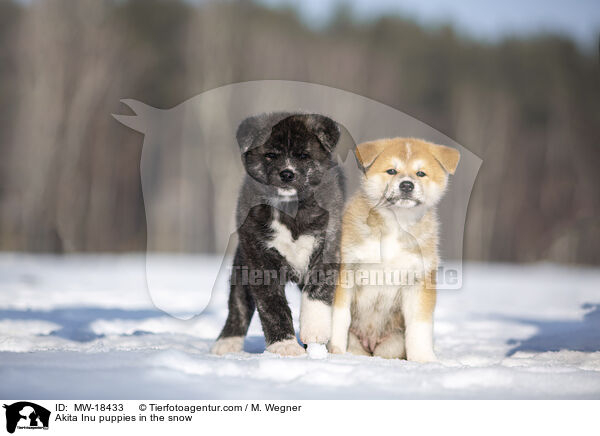 Akita Inu Welpen im Schnee / Akita Inu puppies in the snow / MW-18433