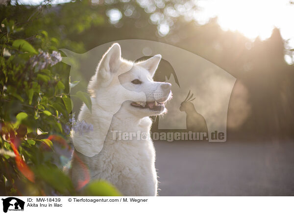 Akita Inu im Flieder / Akita Inu in lilac / MW-18439