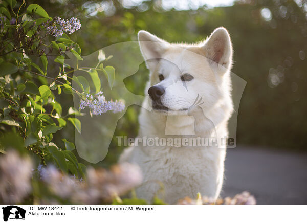 Akita Inu im Flieder / Akita Inu in lilac / MW-18441