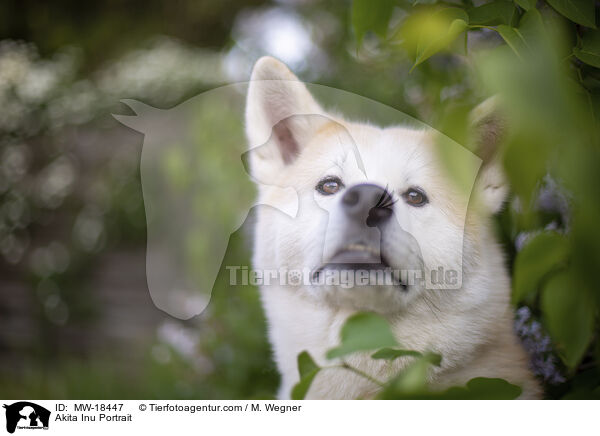 Akita Inu Portrait / Akita Inu Portrait / MW-18447