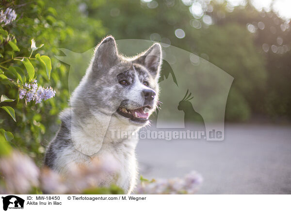 Akita Inu im Flieder / Akita Inu in lilac / MW-18450