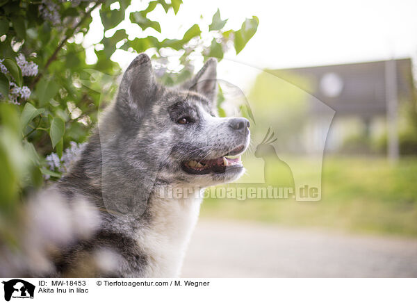 Akita Inu im Flieder / Akita Inu in lilac / MW-18453