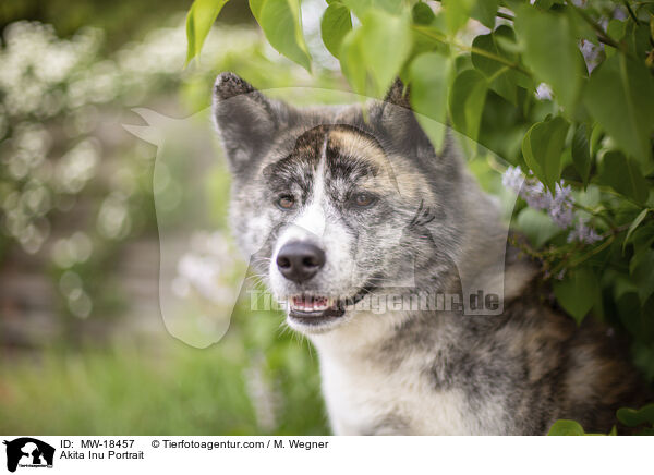 Akita Inu Portrait / Akita Inu Portrait / MW-18457