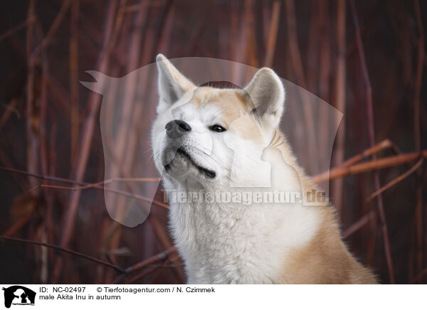 Akita Inu Rde im Herbst / male Akita Inu in autumn / NC-02497
