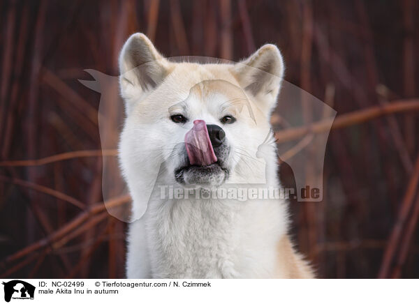 Akita Inu Rde im Herbst / male Akita Inu in autumn / NC-02499