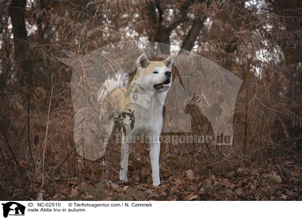 Akita Inu Rde im Herbst / male Akita Inu in autumn / NC-02510