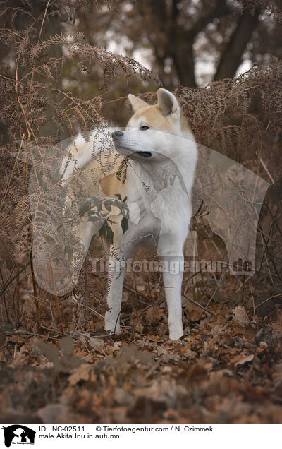 Akita Inu Rde im Herbst / male Akita Inu in autumn / NC-02511