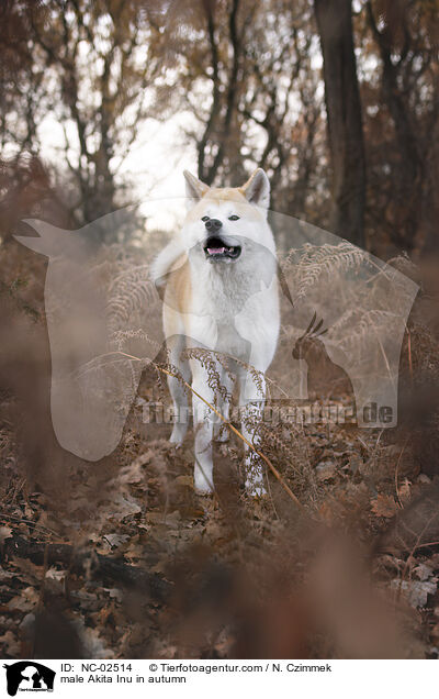 Akita Inu Rde im Herbst / male Akita Inu in autumn / NC-02514
