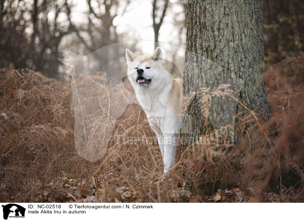 Akita Inu Rde im Herbst / male Akita Inu in autumn / NC-02518