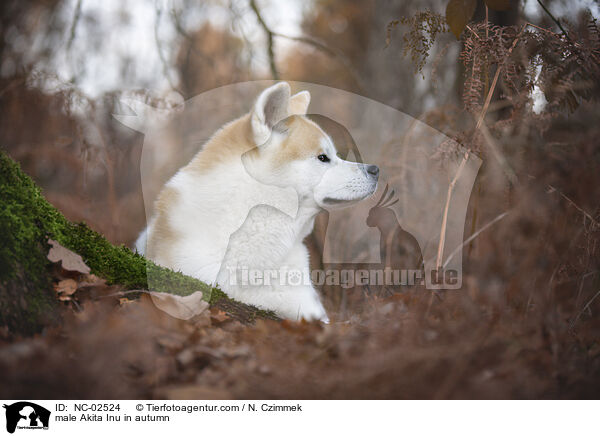 Akita Inu Rde im Herbst / male Akita Inu in autumn / NC-02524