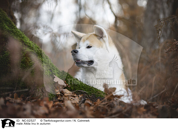 Akita Inu Rde im Herbst / male Akita Inu in autumn / NC-02527