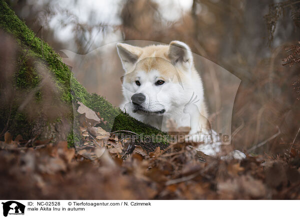 Akita Inu Rde im Herbst / male Akita Inu in autumn / NC-02528