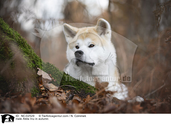 Akita Inu Rde im Herbst / male Akita Inu in autumn / NC-02529