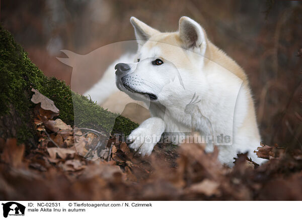 Akita Inu Rde im Herbst / male Akita Inu in autumn / NC-02531