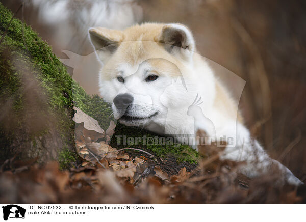 Akita Inu Rde im Herbst / male Akita Inu in autumn / NC-02532