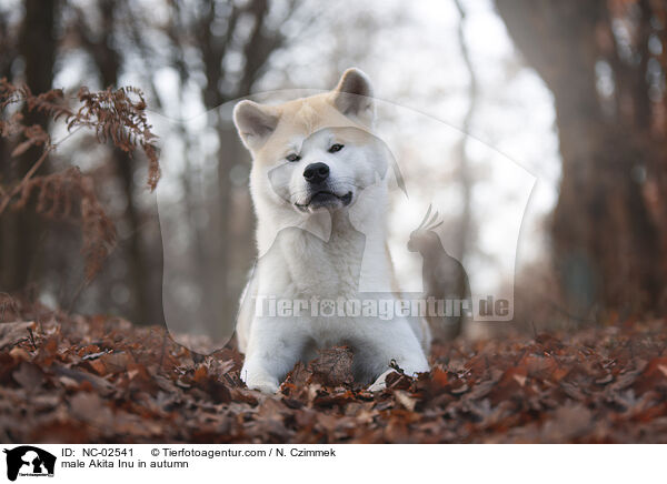 Akita Inu Rde im Herbst / male Akita Inu in autumn / NC-02541