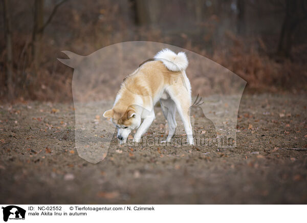 Akita Inu Rde im Herbst / male Akita Inu in autumn / NC-02552