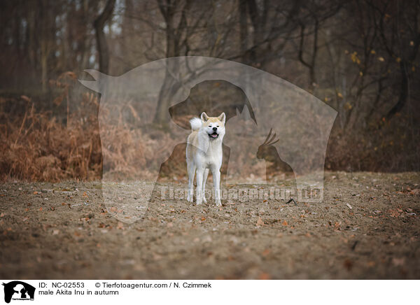 Akita Inu Rde im Herbst / male Akita Inu in autumn / NC-02553