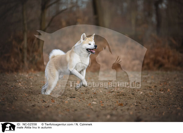 Akita Inu Rde im Herbst / male Akita Inu in autumn / NC-02558