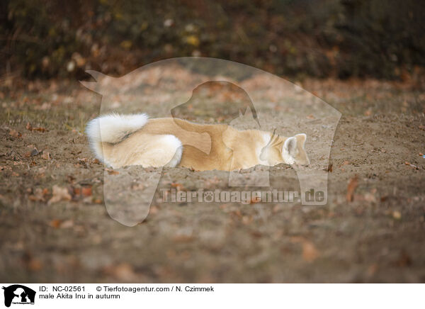 male Akita Inu in autumn / NC-02561