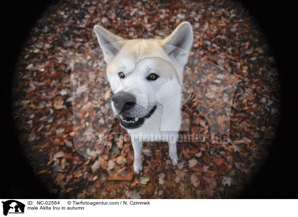 Akita Inu Rde im Herbst / male Akita Inu in autumn / NC-02564