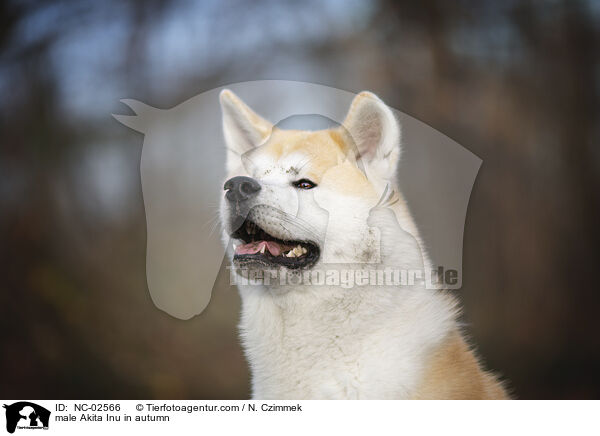 Akita Inu Rde im Herbst / male Akita Inu in autumn / NC-02566
