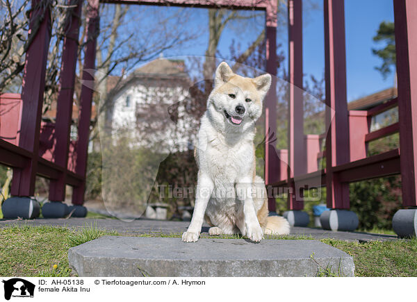 Akita Inu H�ndin / female Akita Inu / AH-05138
