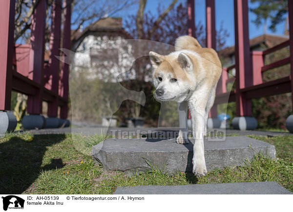 Akita Inu Hndin / female Akita Inu / AH-05139