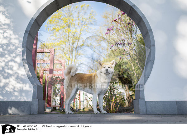 Akita Inu H�ndin / female Akita Inu / AH-05141