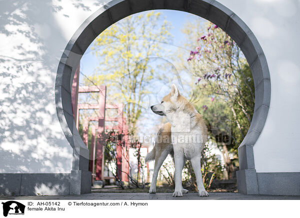 Akita Inu H�ndin / female Akita Inu / AH-05142