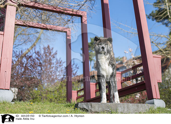 Akita Inu R�de / male Akita Inu / AH-05150