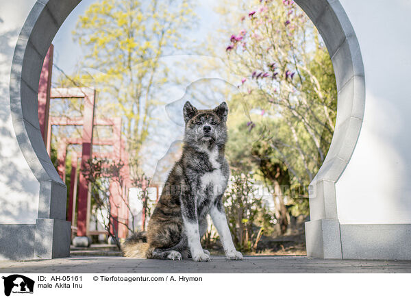 Akita Inu Rde / male Akita Inu / AH-05161