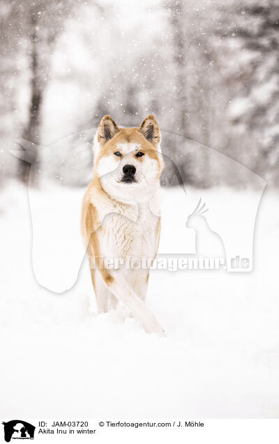 Akita Inu im Winter / Akita Inu in winter / JAM-03720